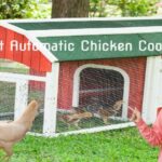 Best Automatic Chicken Coop Door