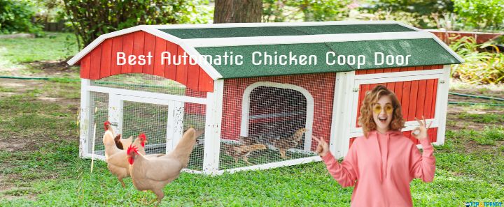 Best Automatic Chicken Coop Door
