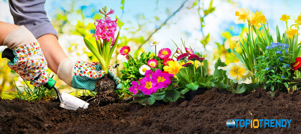 Decide-On-The-Plant-To-Grow Decide On The Plant To Grow