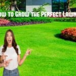 How to Grow the Perfect Lawn