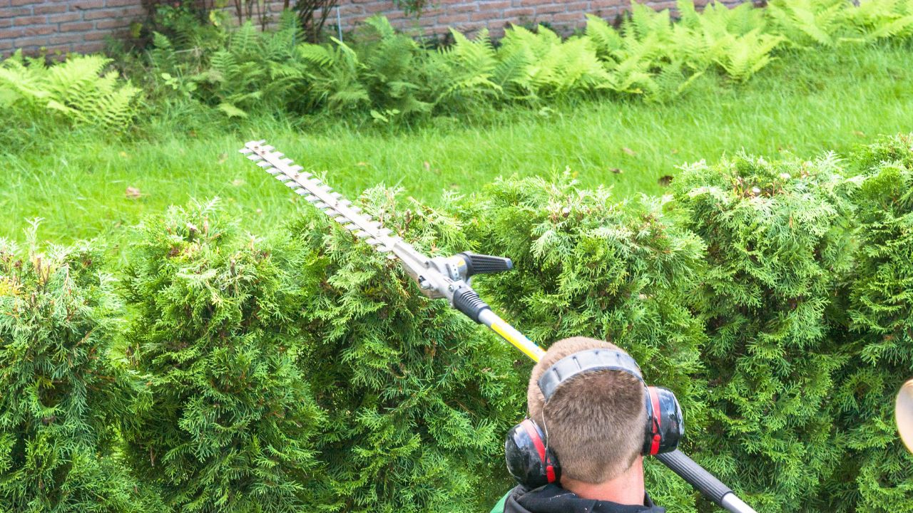 Best Hedge Trimmer For Ornamental Grass